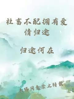 社畜不配拥有爱情归途
